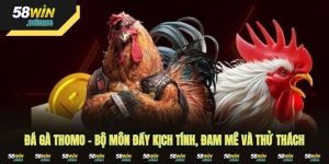 Đá Gà Thomo – Bộ Môn Đầy Kịch Tính, Đam Mê Và Thử Thách